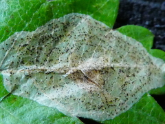 Phyllonorycter corylifoliella