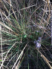 Deschampsia cespitosa cespitosa