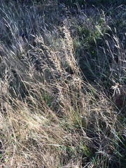 Deschampsia cespitosa cespitosa