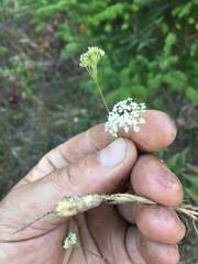 Perideridia gairdneri