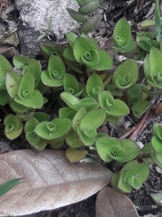 Callisia repens