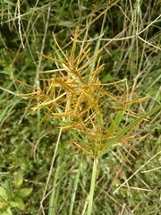 Cyperus esculentus leptostachyus