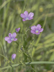 Linum viscosum