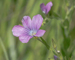 Linum viscosum