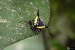Micrathena pungens