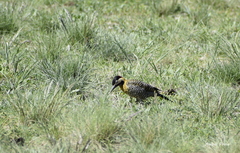 Colaptes melanochloros