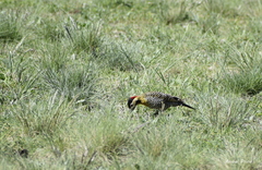 Colaptes melanochloros