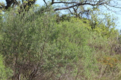 Baccharis dracunculifolia