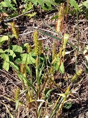 Setaria pumila
