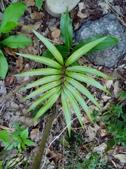 Zamia standleyi