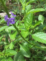 Stachytarpheta jamaicensis