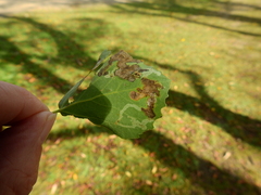 Aulagromyza tremulae