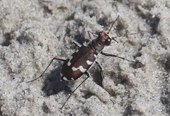Cicindela maritima