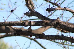 Phacellodomus striaticollis