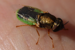 Oplodontha viridula