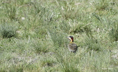 Colaptes melanochloros