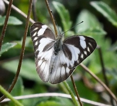 Appias libythea olferna