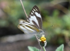 Appias libythea olferna