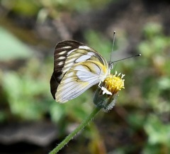 Appias libythea olferna