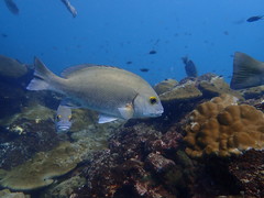 Plectorhinchus schotaf