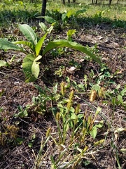 Setaria pumila