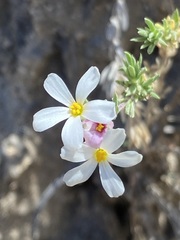 Leptosiphon melingii