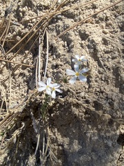 Leptosiphon melingii