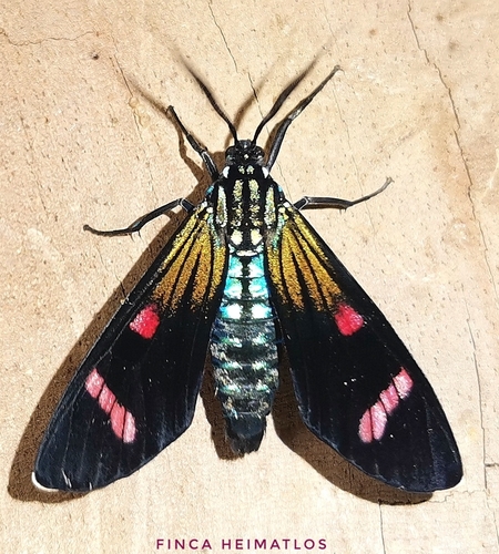 Diospage splendens