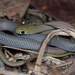Yellow-faced Whipsnake - Photo (c) Faunaverse, some rights reserved (CC BY-NC)