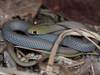 Whipsnakes - Photo (c) Faunaverse, some rights reserved (CC BY-NC), uploaded by Faunaverse