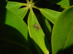 Saitis variegatus