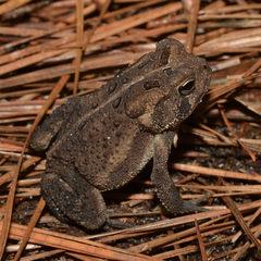 Anaxyrus terrestris