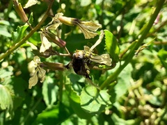 Copestylum spinigerum