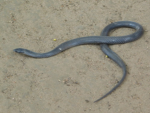 Photo of a Plumbeous Centipede Eater (Aparallactus lunulatus)