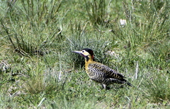 Colaptes melanochloros