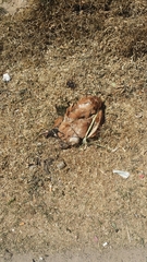 Gallus gallus domesticus