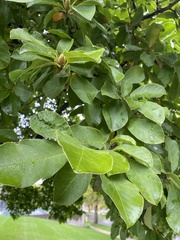 Angiospermae