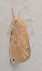 Artaxa guttata