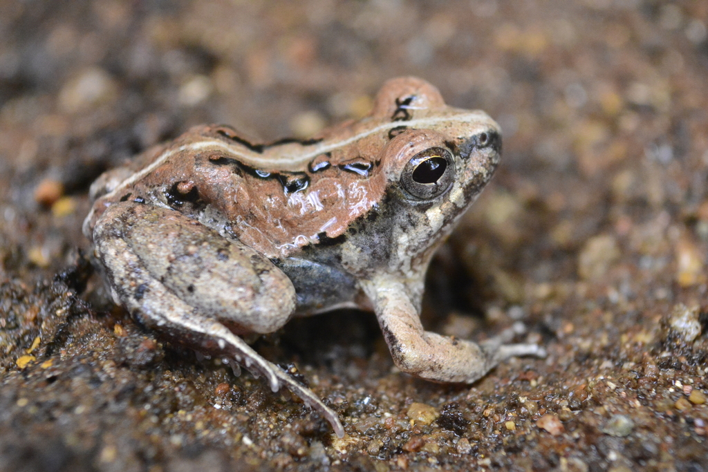 Kroyer's Dwarf Frog