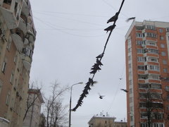 Columba livia domestica