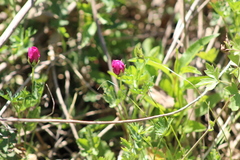 Modiolastrum gilliesii