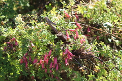 Tropaeolum pentaphyllum