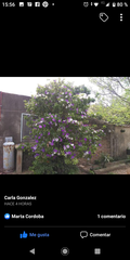 Brunfelsia australis