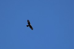 Parabuteo unicinctus