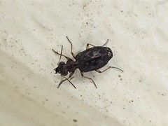 Scopodes