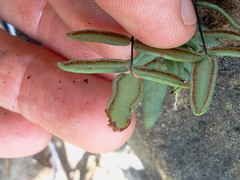 Pellaea glabella
