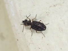 Scopodes
