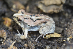 Physalaemus kroyeri