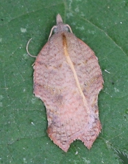 Acleris emargana