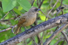 Agelaioides fringillarius